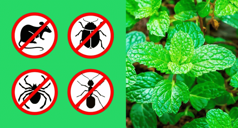 Mint: A Natural and Safe Solution for Keeping Insects Out of Your Home